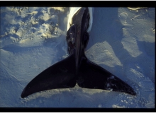 1992, October 27, Parengarenga Harbour, Northland, Pilot Whales