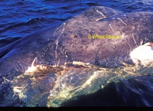2004, July 30, Hauraki Gulf, dead pygmy blue whale