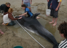 2004, September 22, Bottlenose dolphin, Ngunguru Estuary, Northland
