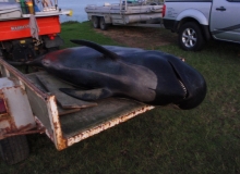 2009, February 23, Pilot whale, Kaipara Heads, Northland