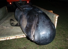 2009, February 23, Pilot whale, Kaipara Heads, Northland