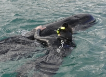 2010, October 20, Pilot whales, Karikari Peninsula, Northland