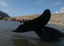 2010, September 23, Pilot whales, Spirits Bay, Far North