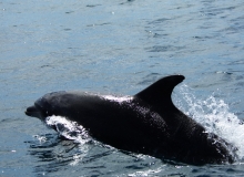 2010, November 14, Pilot whales, Tutukaka, Northland