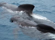 2010, November 14, Pilot whales, Tutukaka, Northland
