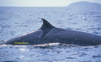 Bryde’s whale